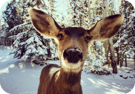 Deer image